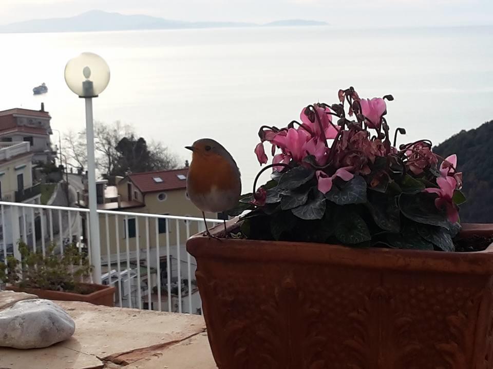 Bed and Breakfast Le Terrazze Di Cristina Vietri Zewnętrze zdjęcie